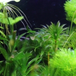 植栽から16日目（トリミングから3日目）　アナカリス